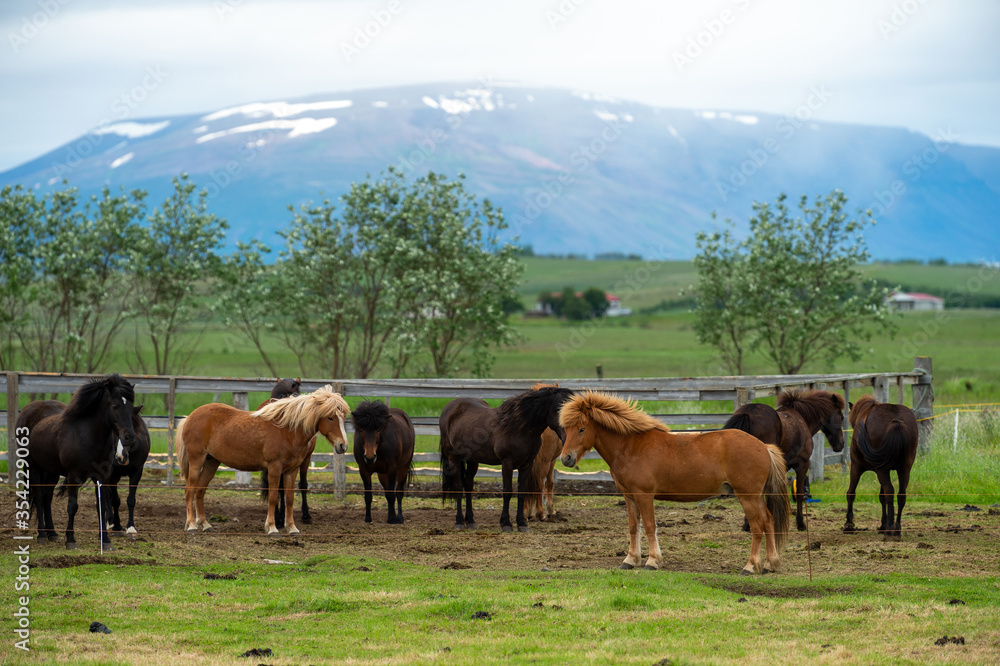 Many good horses stand at the stables of a farm in the Icelandic countryside, surrounded by nature in the summer, behind mountains and blue skies with beautiful clouds.