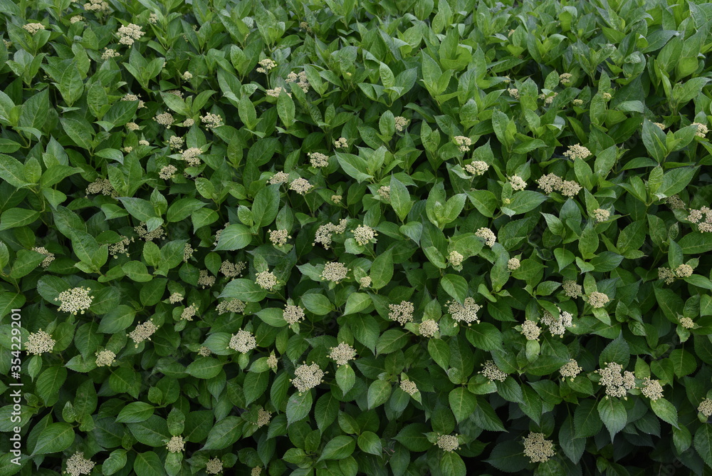 custom made wallpaper toronto digitalHydrangea buds / Hydrangeaceae deciduous shrub