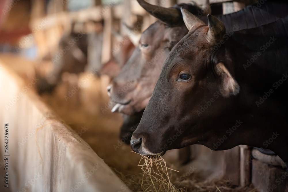 Raise a wagyu cow at an industrial farming farm. Concept: Wagyu cow farm	