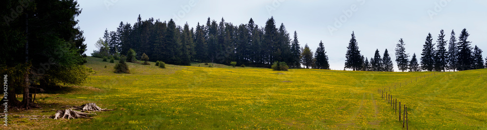 meadow in the countryside in spring meadow in the countryside in spring