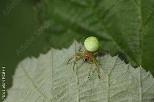 A hunting Cucumber Green Orb Spider, Araniella cucurbitina sensu stricto, hiding on the underside of a leaf.