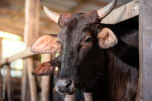 Raise a wagyu cow at an industrial farming farm. Concept: Wagyu cow farm