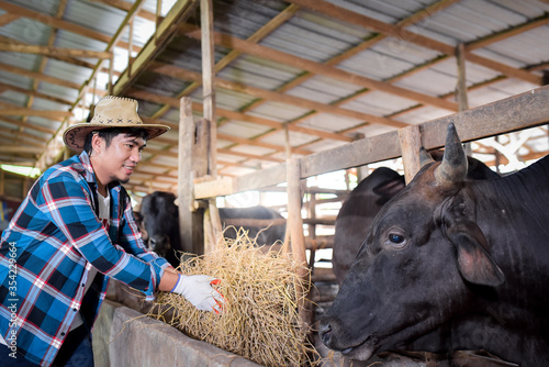 Raising wagyu cows at an industrial farming farm. Concept: raising animals or farmers raising cowshed wagyu cows. Industrial farming farm