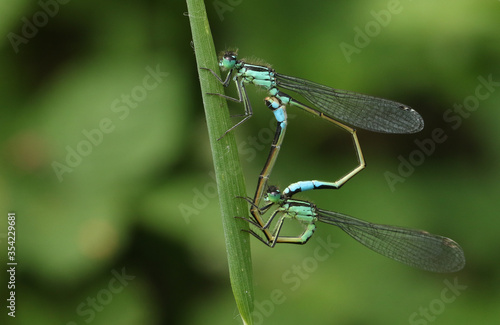 A pair of mating newly emerged Blue-tailed Damselfly, Ischnura elegans, perching on a blade of grass in spring.