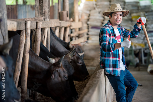 Picture of a handsome Asian man wearing a smiley shirt in cowshed Farmer raising ideas: people and raising animals A young man or a farmer raising a wagyu cow in a cow stall at the Wagyu cow farm