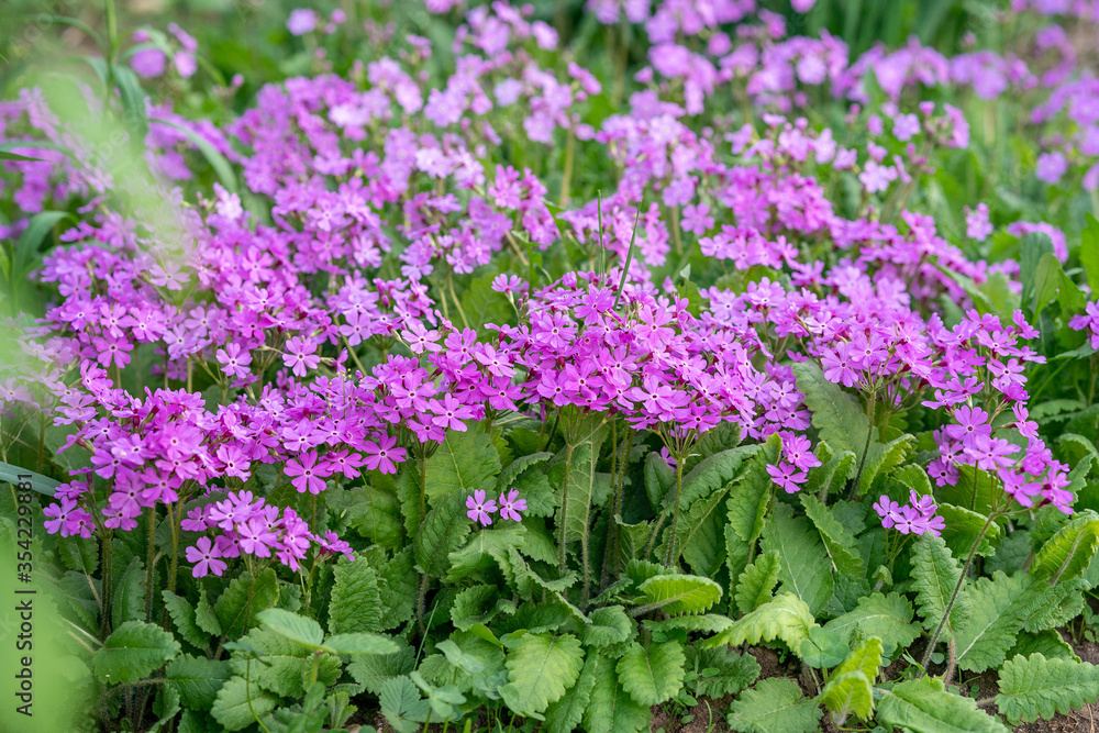 flowers in the garden