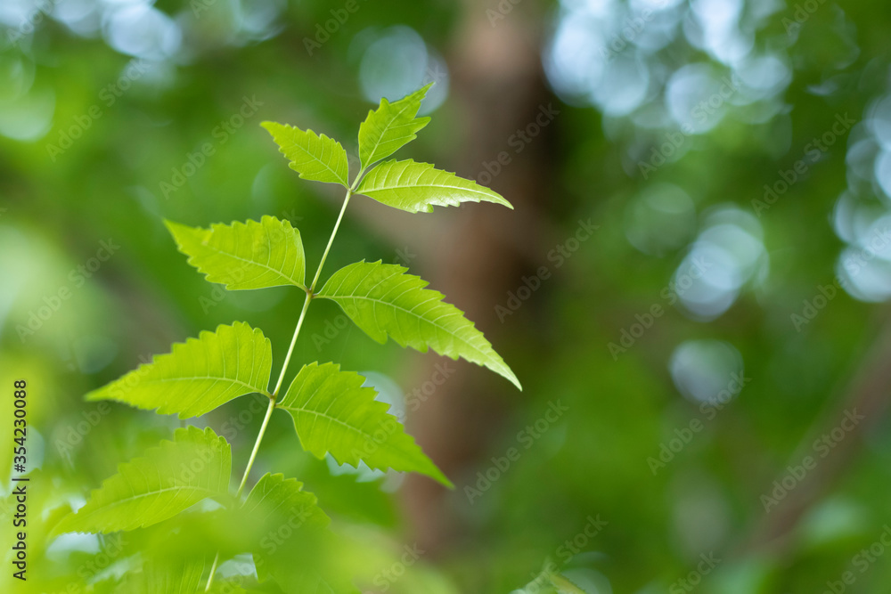 Neem Leaf With Blur Background, Neem leaves, Azadirachta Neem Leaf With Blur Background, Neem leaves, Azadirachta