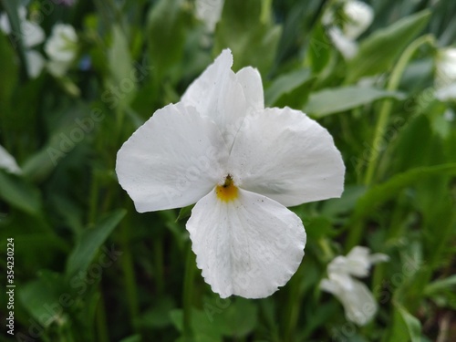 Fresh white Viola on green leaves background. White Viola in sunny weather, close up image with a flower. 