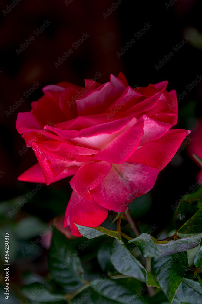 Floral background Beautiful pink petals of an opened rose. Selective focus. Rose with many petals. Soft lines. Concept of romance, flower. Rose flower with raindrops on background of pink rose flower Floral background Beautiful pink petals of an opened rose. Selective focus. Rose with many petals. Soft lines. Concept of romance, flower. Rose flower with raindrops on background of pink rose flower