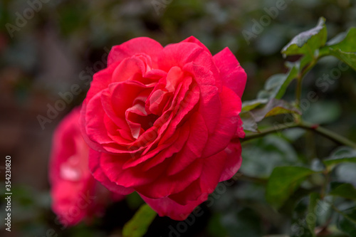 Floral background Beautiful pink petals of an opened rose. Selective focus. Rose with many petals. Soft lines. Concept of romance  flower. Rose flower with raindrops on background of pink rose flower