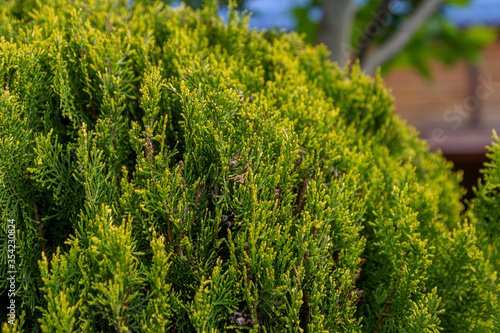 The juniper bush closeup. Background with juniper branches growing in the park.