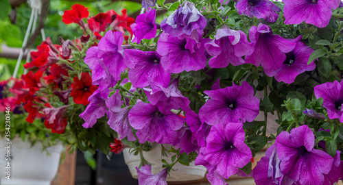 Vibrant violet and pink surfinia flowers or petunia in bloom in summer. Background of group blooming petunia surfinia. Colorful decorative flowers on the balcony. Selective focus