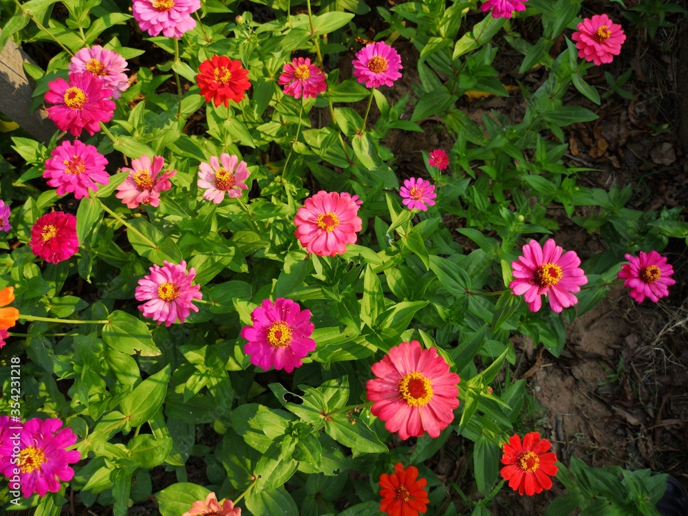 Narrowleaf Zinnia pink flowers in the garden Narrowleaf Zinnia pink flowers in the garden
