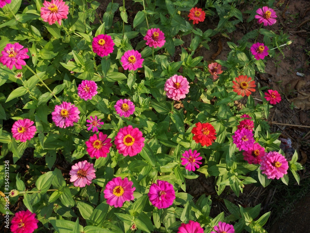 Narrowleaf Zinnia flowers in garden Narrowleaf Zinnia flowers in garden