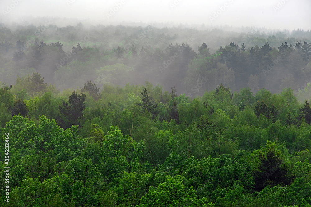 A wooded mountain slope in a low-lying cloud with evergreen coniferous trees shrouded in fog in a picturesque landscape view. A wooded mountain slope in a low-lying cloud with evergreen coniferous trees shrouded in fog in a picturesque landscape view.