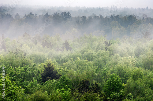 A wooded mountain slope in a low-lying cloud with evergreen coniferous trees shrouded in fog in a picturesque landscape view.