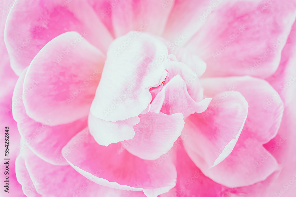 Pink floral background. Pink flower peony, soft focus