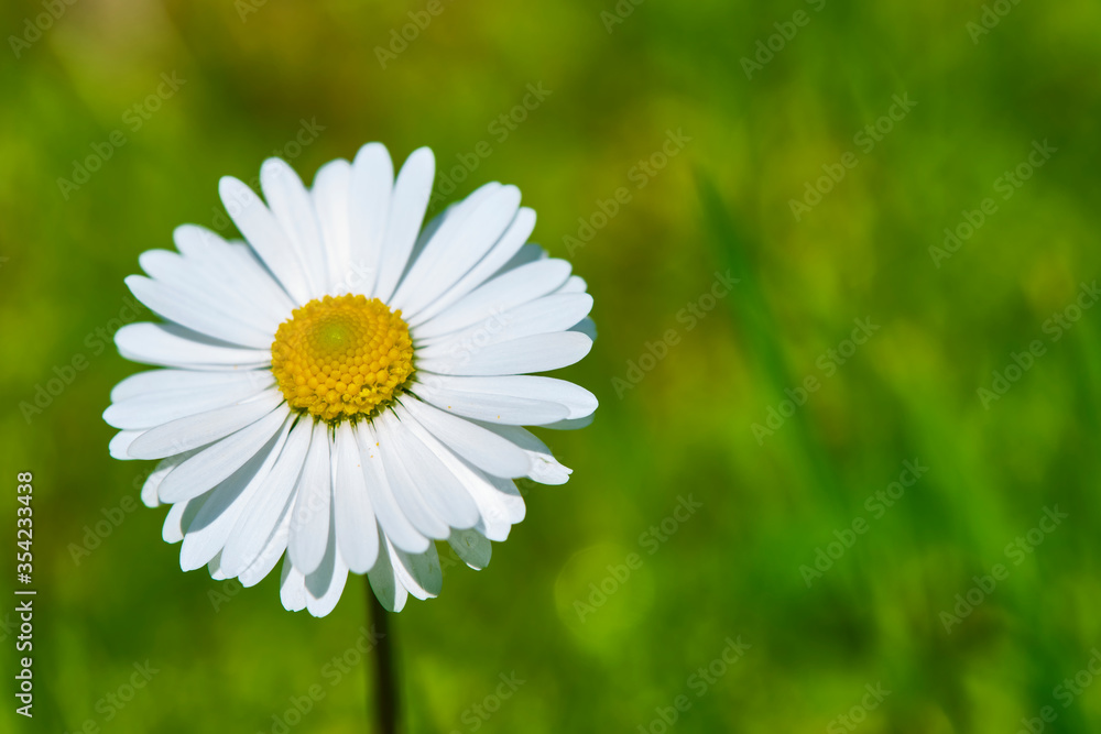 Fluffy field daisy close-up macro color general plan Fluffy field daisy close-up macro color general plan