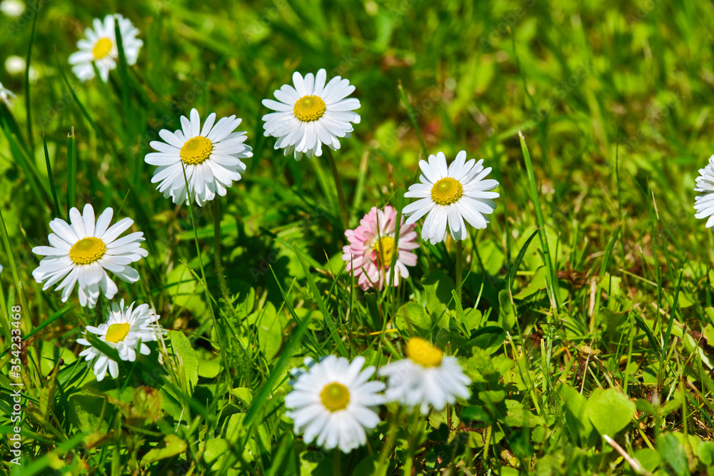 beautiful macro wildflowers general plan color blure background