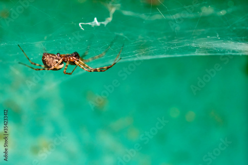 Spider sits on a web macro blur background