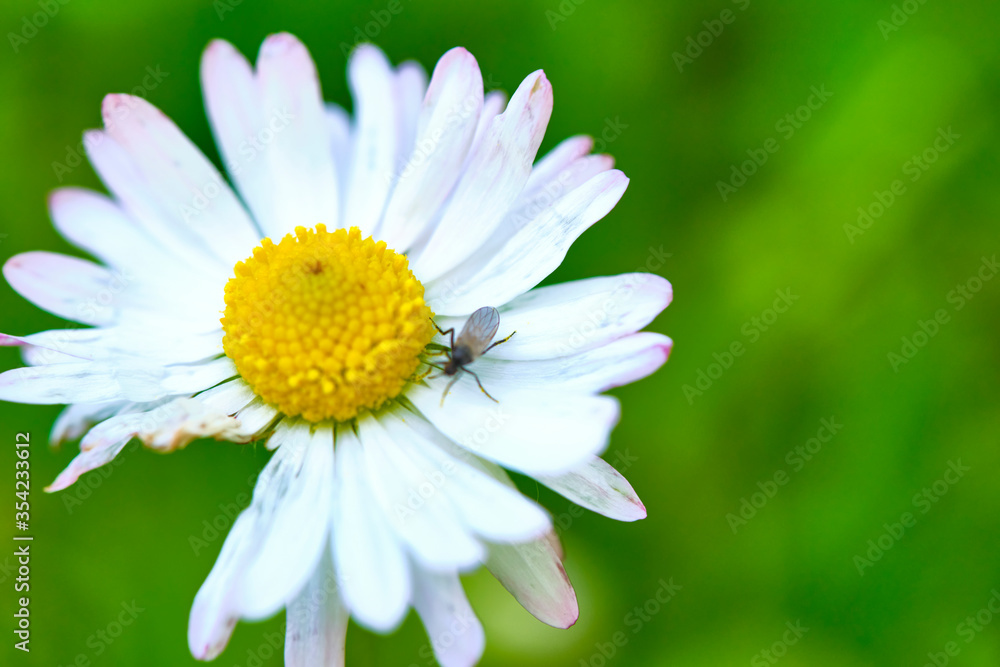 Fluffy field daisy close-up macro color general plan Fluffy field daisy close-up macro color general plan