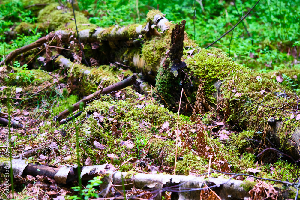 Fototapeta premium beautiful old fallen tree in the woods color