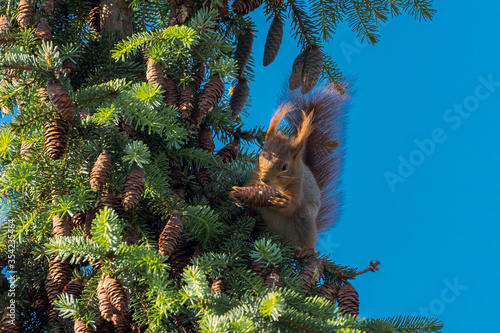 Portrait of one brown european squirrel sitting on branch of pine tree holding fir cone