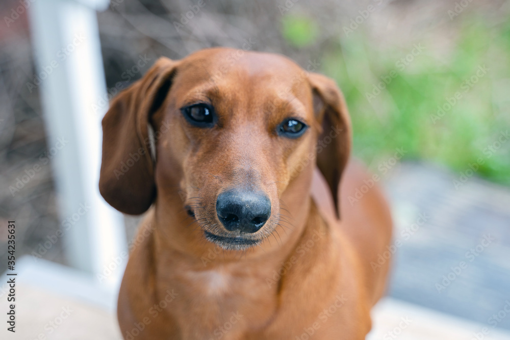 portrait of a brown dachshund dog of three years old is waiting for his owner on green field . Cute dog. 