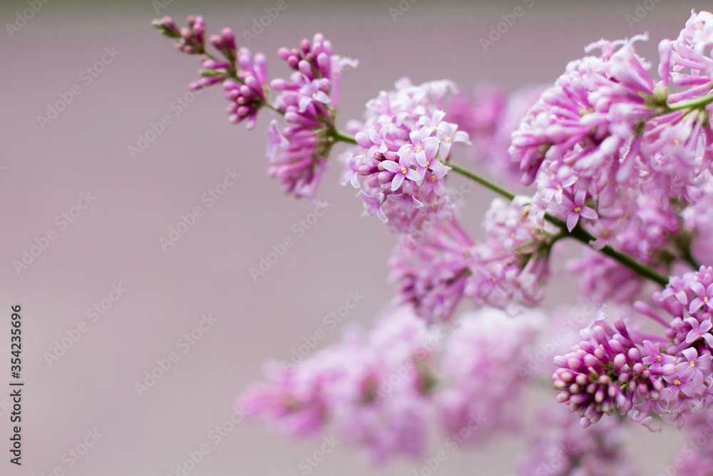 Blooming beautiful lilac tree in the garden. Pink flowers in spring