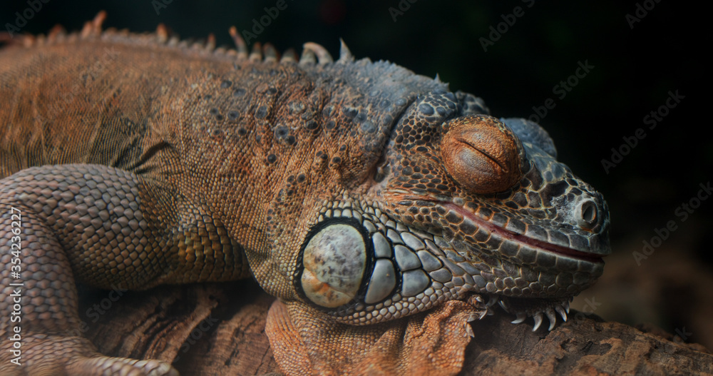 Lizard rest on the rcok Lizard rest on the rcok