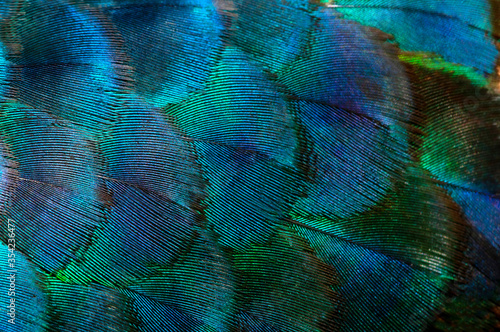 Fototapeta Naklejka Na Ścianę i Meble -  Close-up Peacocks, colorful details and beautiful peacock feathers.Macro photograph.