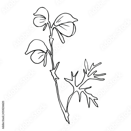 Vector. Aconitum flowers. Contours of flowers. Vector decor for wedding invitation.