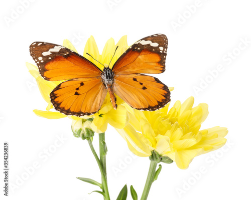 Beautiful butterfly on flower against white background