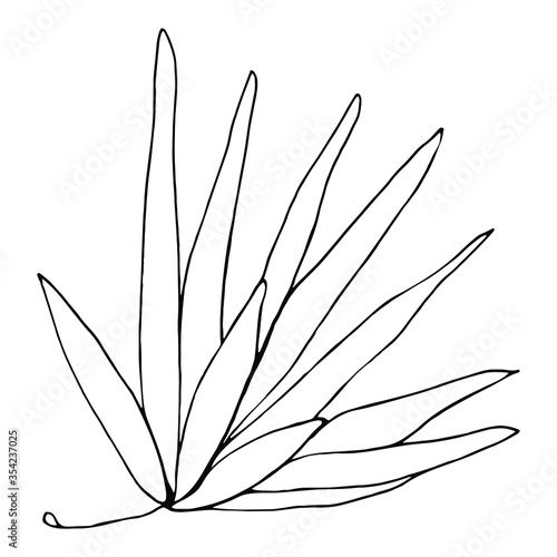 Vector. Agave flowers for graphic design. Floral Design elements for invitation, for printing. 