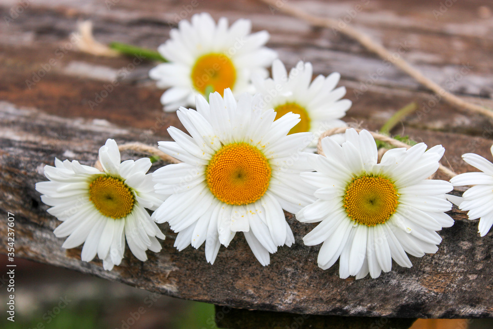 Obraz premium Daisy flower on a rope and on a wooden surface