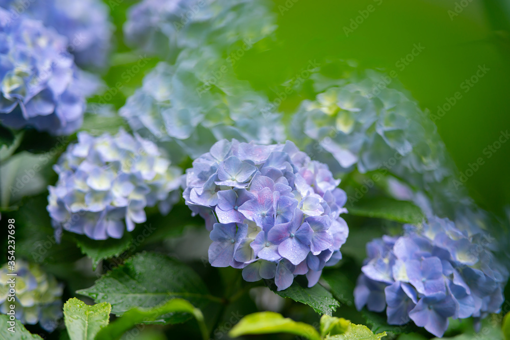 雨・紫陽花