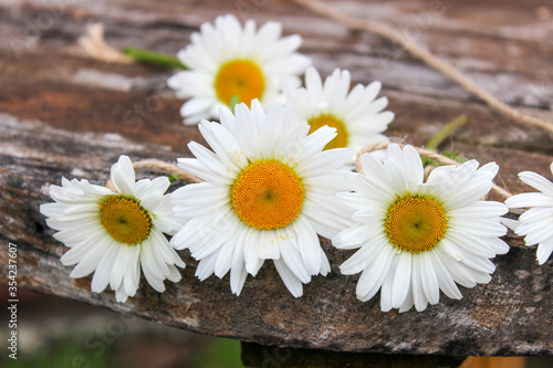 Daisy flower on a rope and on a wooden surface