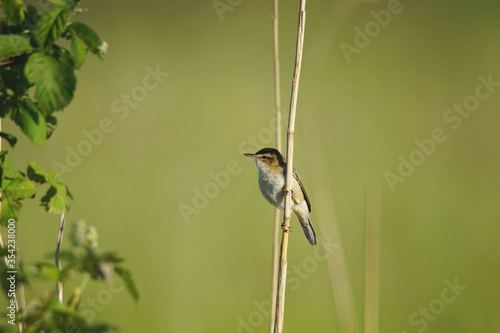 Sedge warbler clinging to a reed stalk © Dirk70