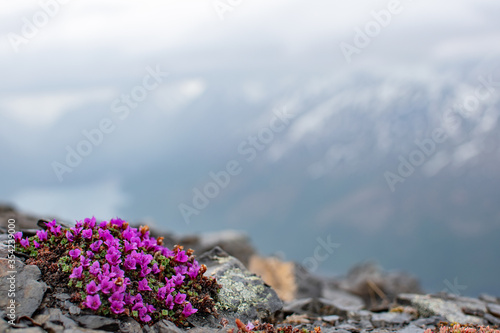 Purple Saxifrage sits on the slopes of  Pepper Peak.