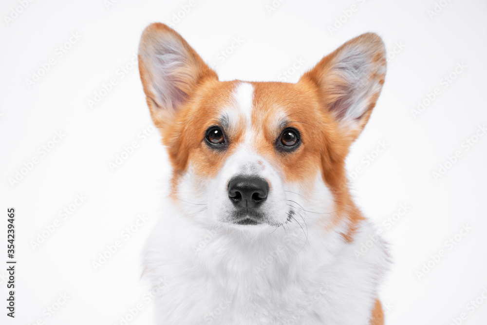 Portrait of smart obedient welsh corgi pembroke or cardigan dog looking forward on white background, front view, copy space for advertising text.