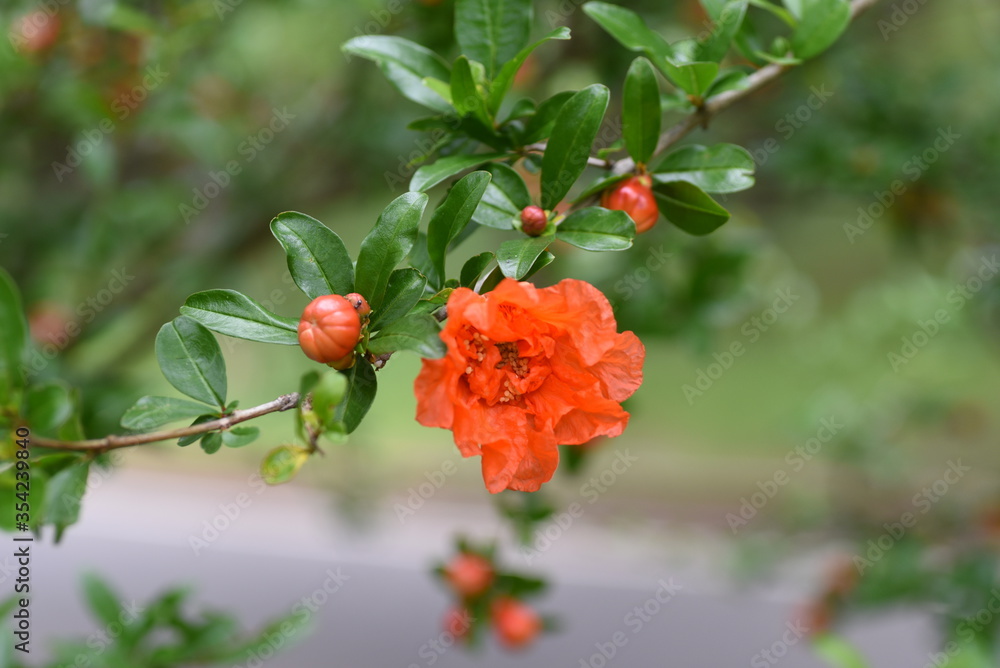 Pomegranate blossoms / Lythraceae deciduous tree
