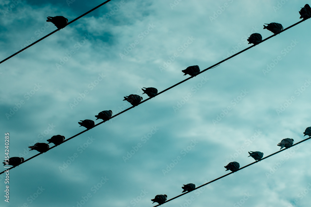 Pigeons sit on electrical wires against cloudy sky Pigeons sit on electrical wires against cloudy sky