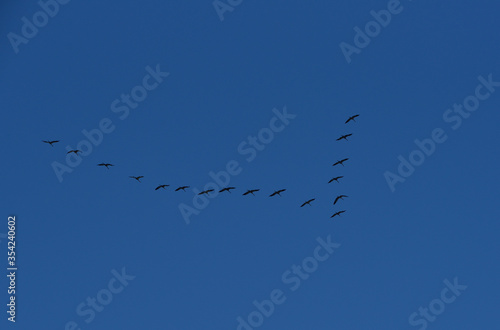 cranes fly in the V key in the blue sky