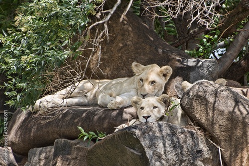 lion cub resting