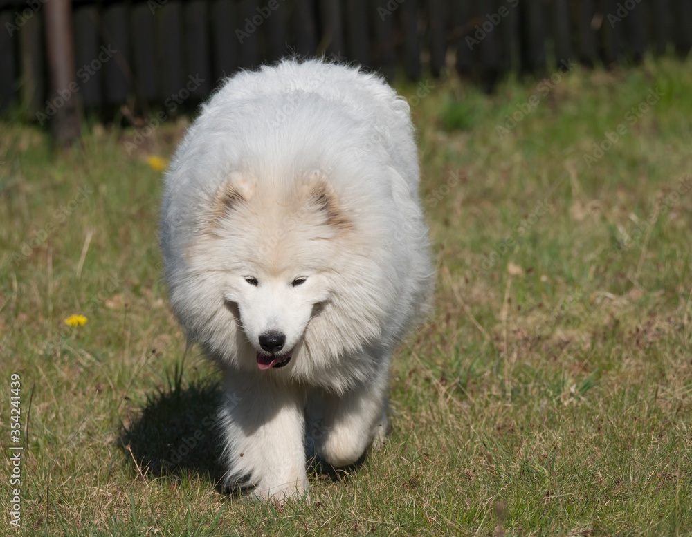 young Samoyed dog with white fluffy coat and tongue sticking out walking on the green grass garden. Cute happy Russian Bjelkier dog is a breed of large herding dogs.