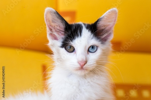 portrait of a little cat with heterochromia on a yelow background