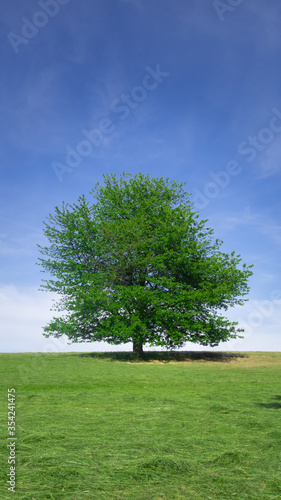 1 tree in the Middle of the Farm