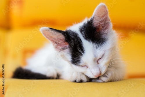portrait of a little cat sleeping on a yelow background
