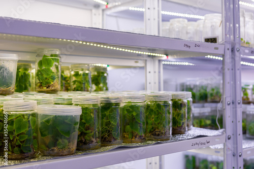 Growing paulownia plants under sterile conditions. Micropropagation of flowers and trees in the laboratory under artificial lighting. photo