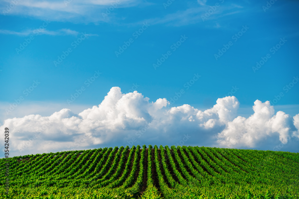 Fields of grapes in the summer